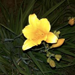 Star in the Night Sky