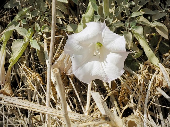 Poking out of the brush