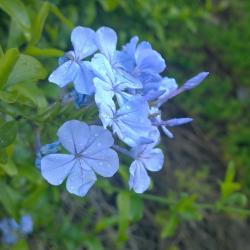 Blue Flowers