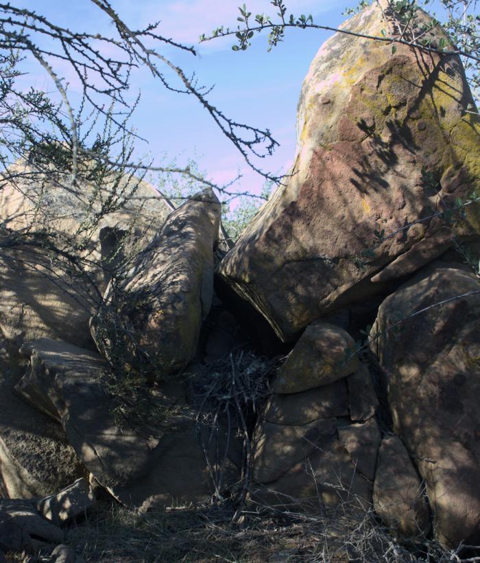 Another view of the nest