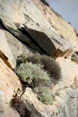 Hanging on to Morro Rock