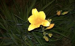 Star in the Night Sky