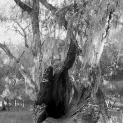 Into the Arboretum Void