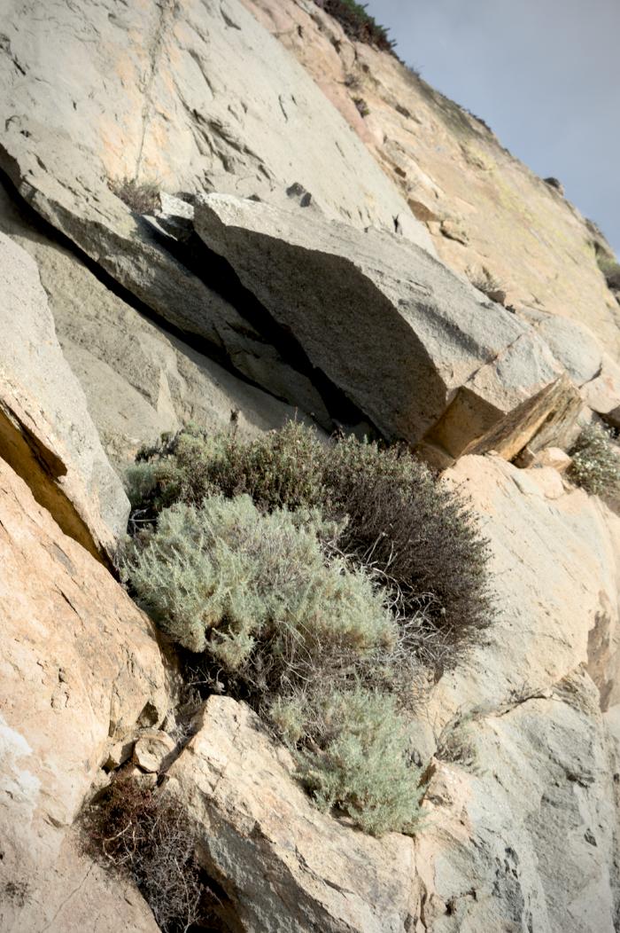 Hanging on to Morro Rock