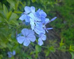 Blue Flowers