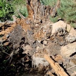 Guardian of the Stacks