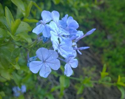 Blue Flowers