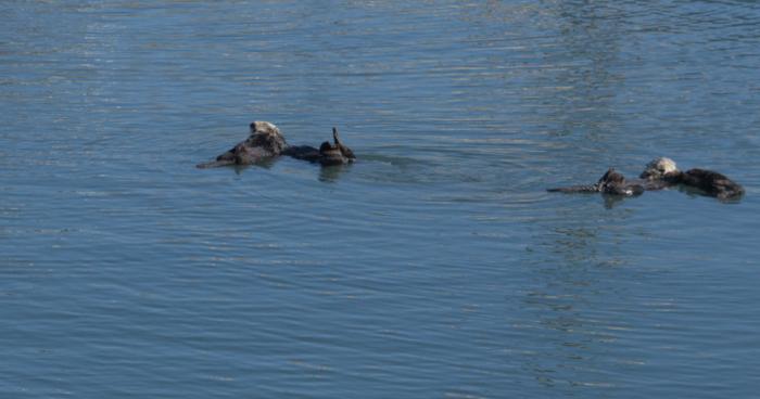 More Otters