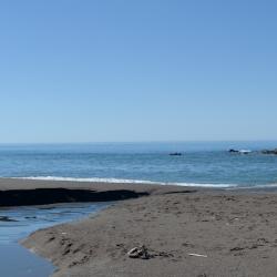 Driftwood