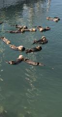 More Otters and Pups