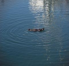 Center of the Otter Universe