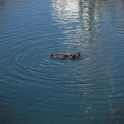 Center of the Otter Universe