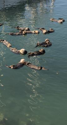 More Otters and Pups