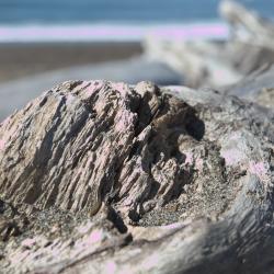Driftwood